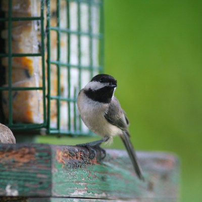 IMG_1536a