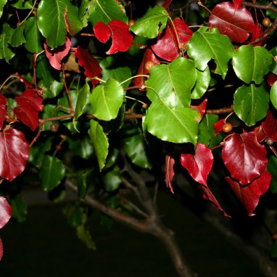 IMG_1976a1