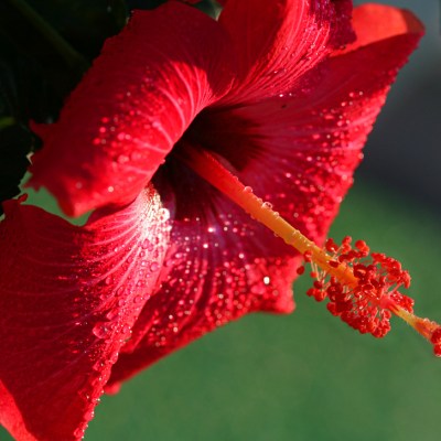 IMG_6242a