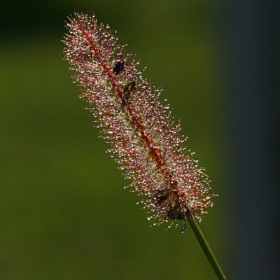 IMG_6270b