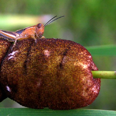 Grasshopper1_IMG_0177a